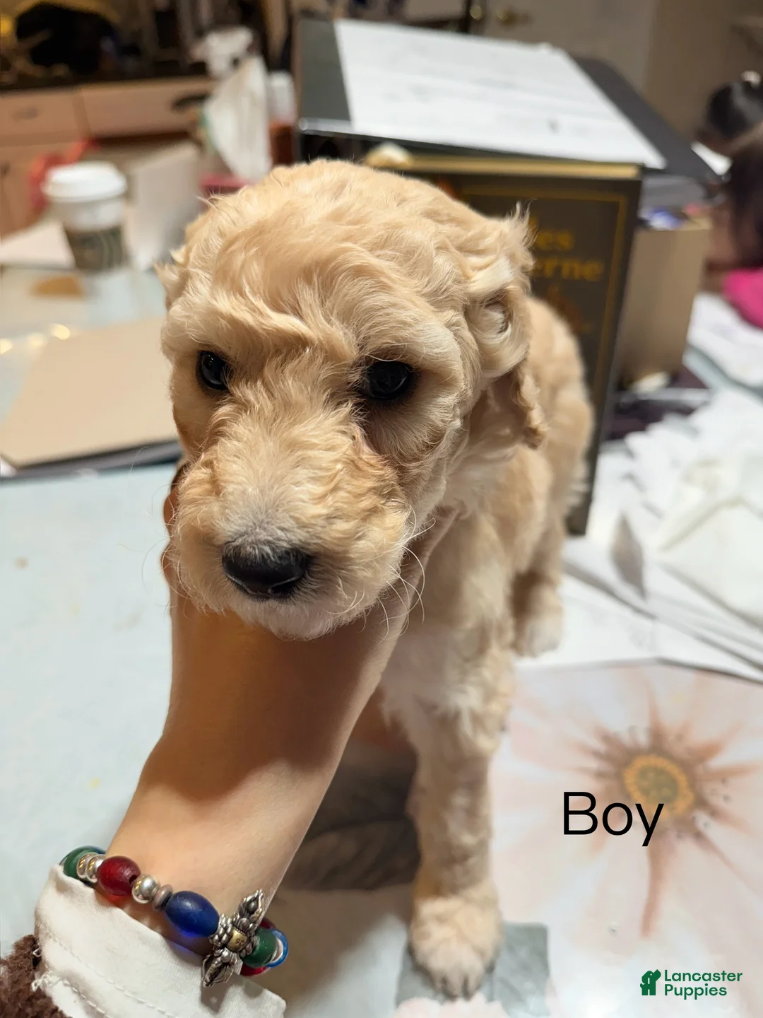 Standard Poodle dogs for sale: Standard Poodle Puppy 3 - Ad 5