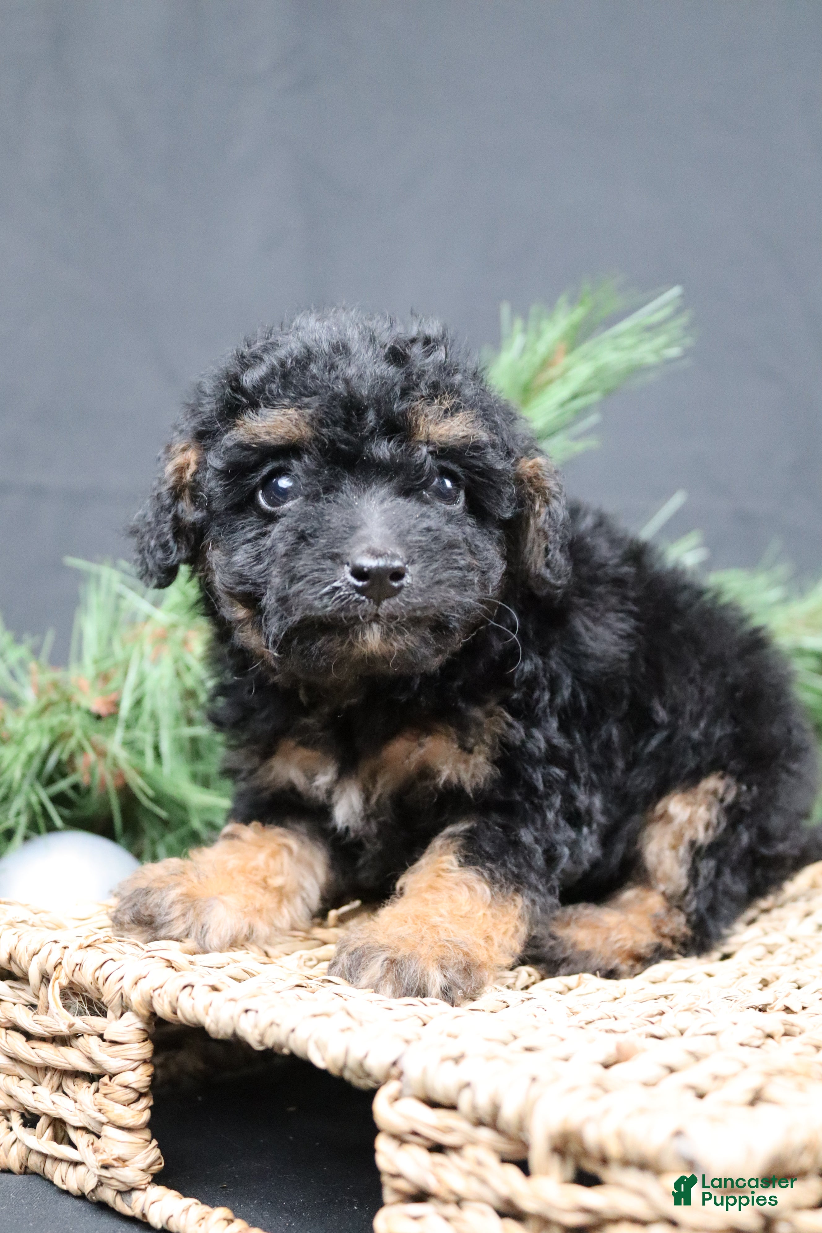 Cavapoo dogs Frosty - Ad 28