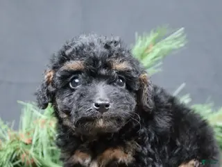 Cavapoo dogs Frosty - Ad 11