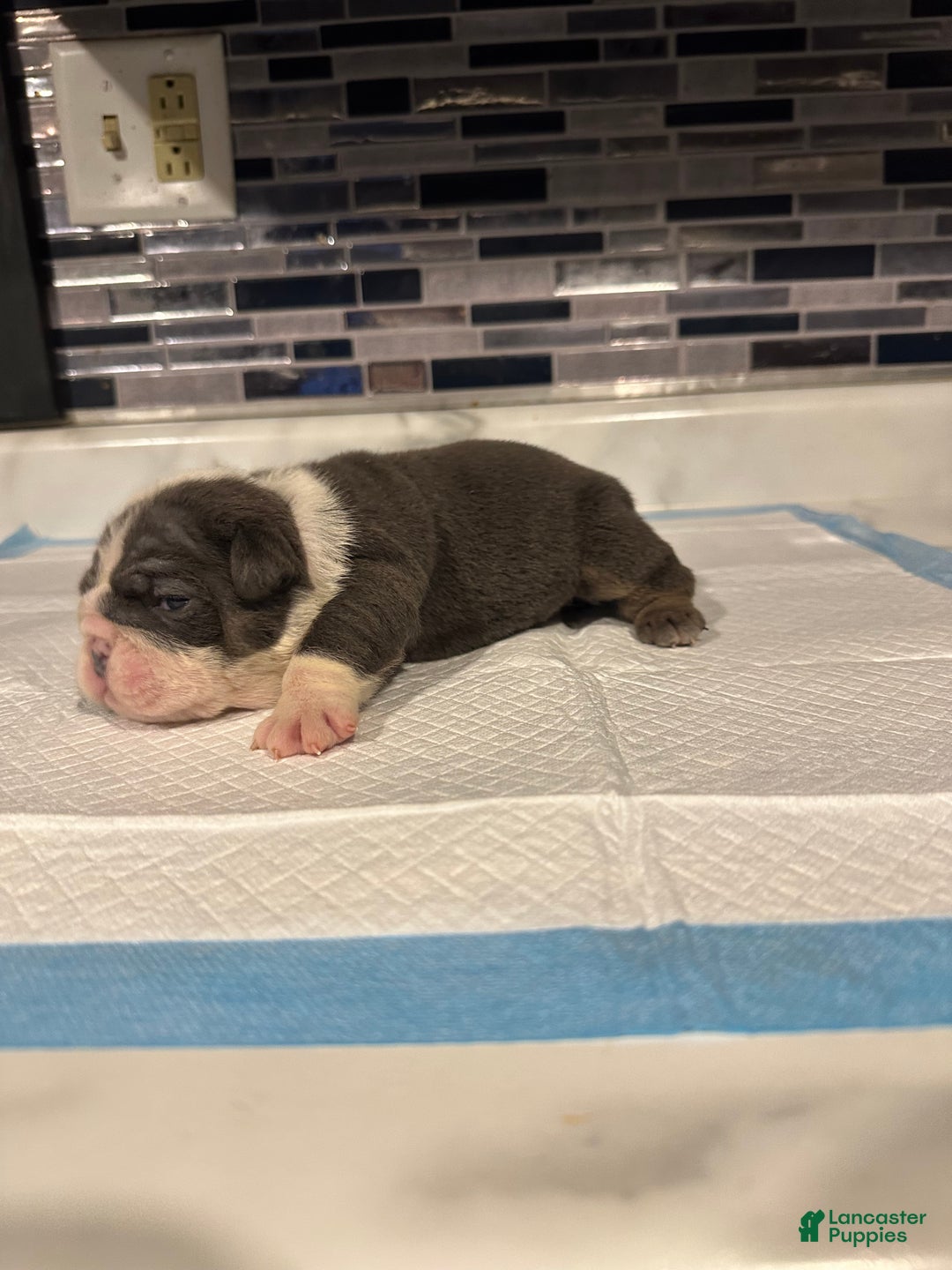 English Bulldog dogs for sale: Blue Female - Ad 4