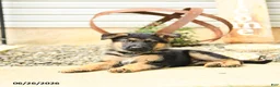 German Shepherd dogs for sale: Lexington - Ad 2