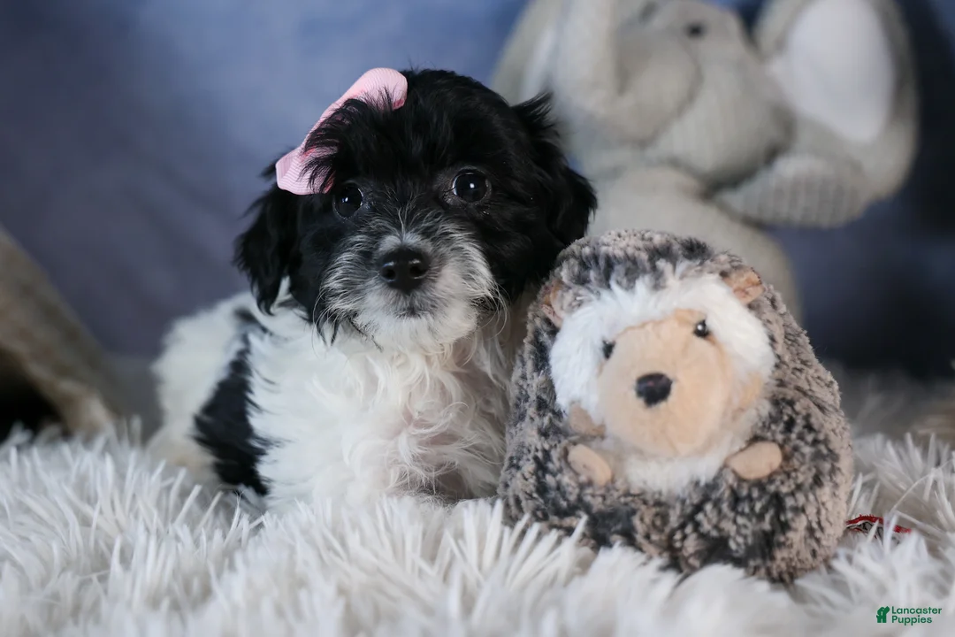 Havapoo dogs for sale: FREDA - Ad 10