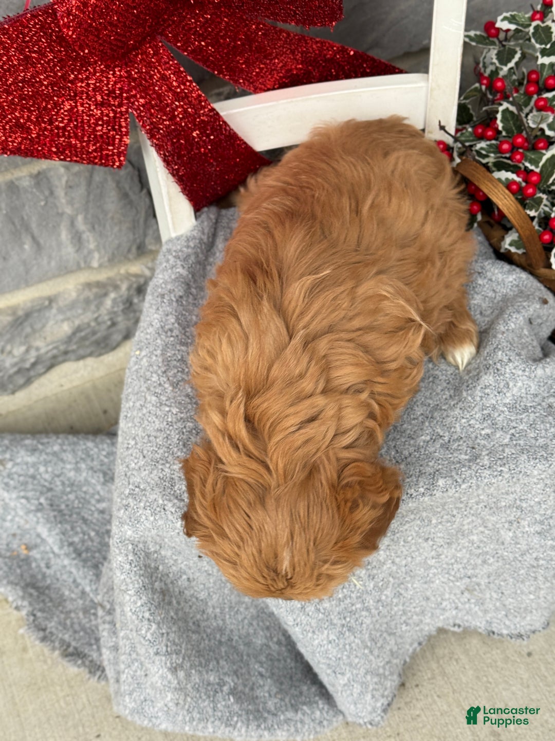Cavapoo dogs for sale: Alita - Ad 4