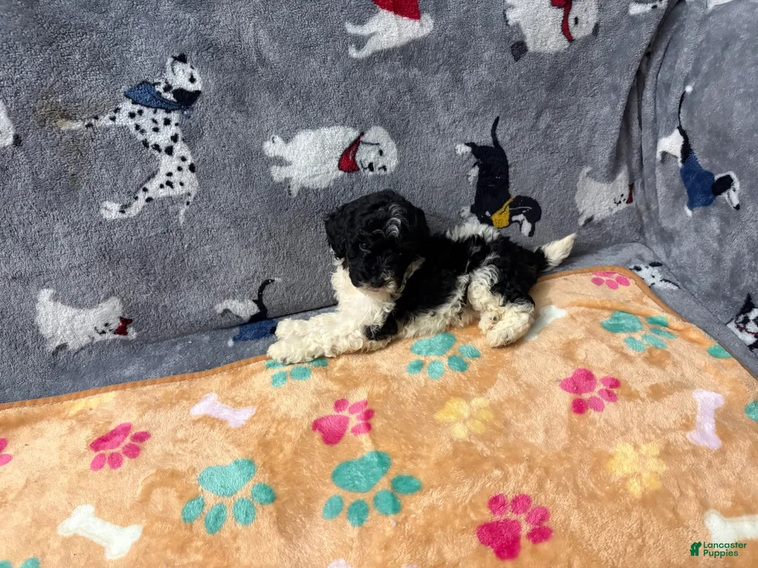 Miniature Labradoodle dogs for sale: Coco - Ad 2