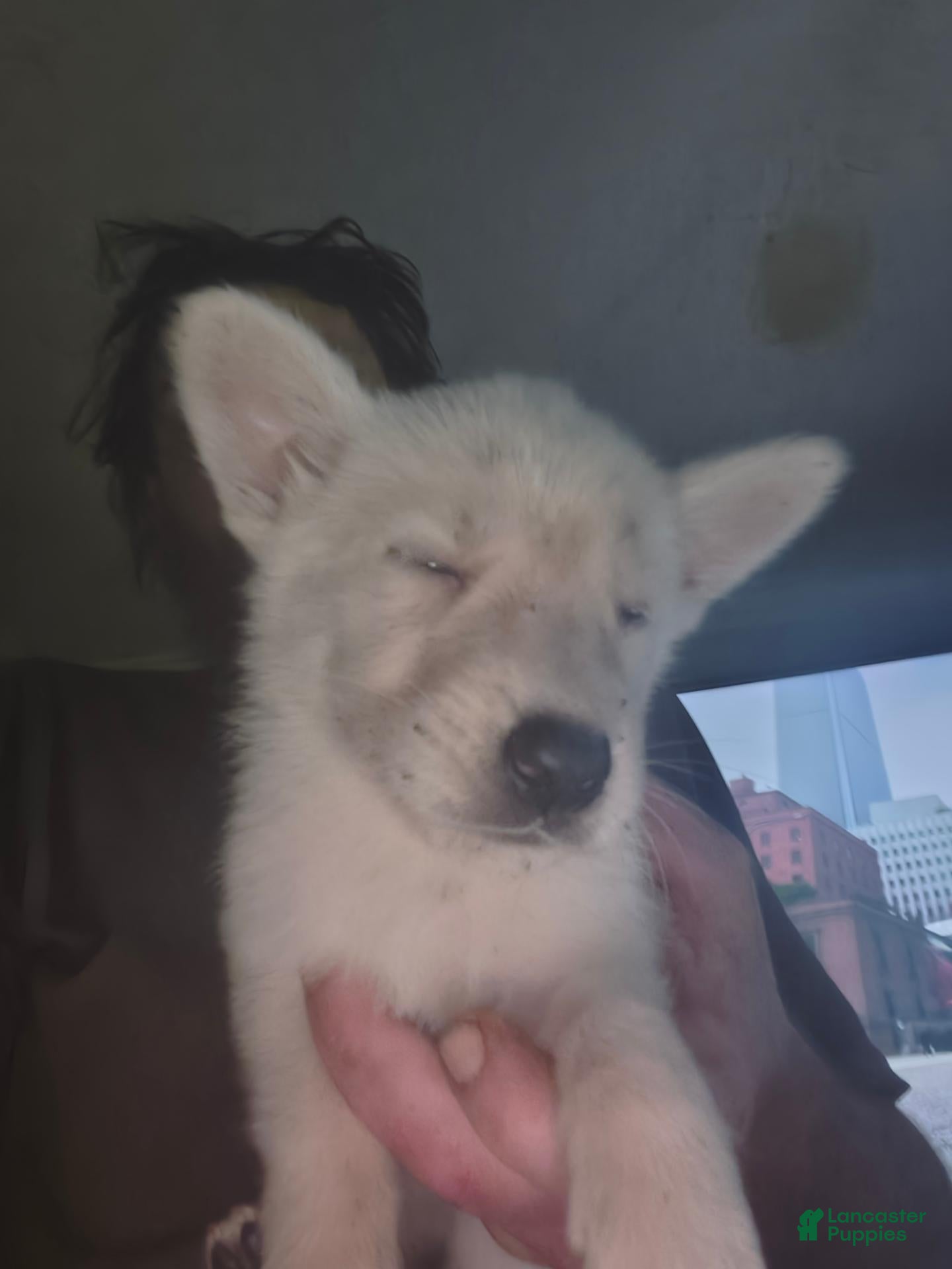 German Shepherd dogs for sale: German Shepherd 5 - Ad 3