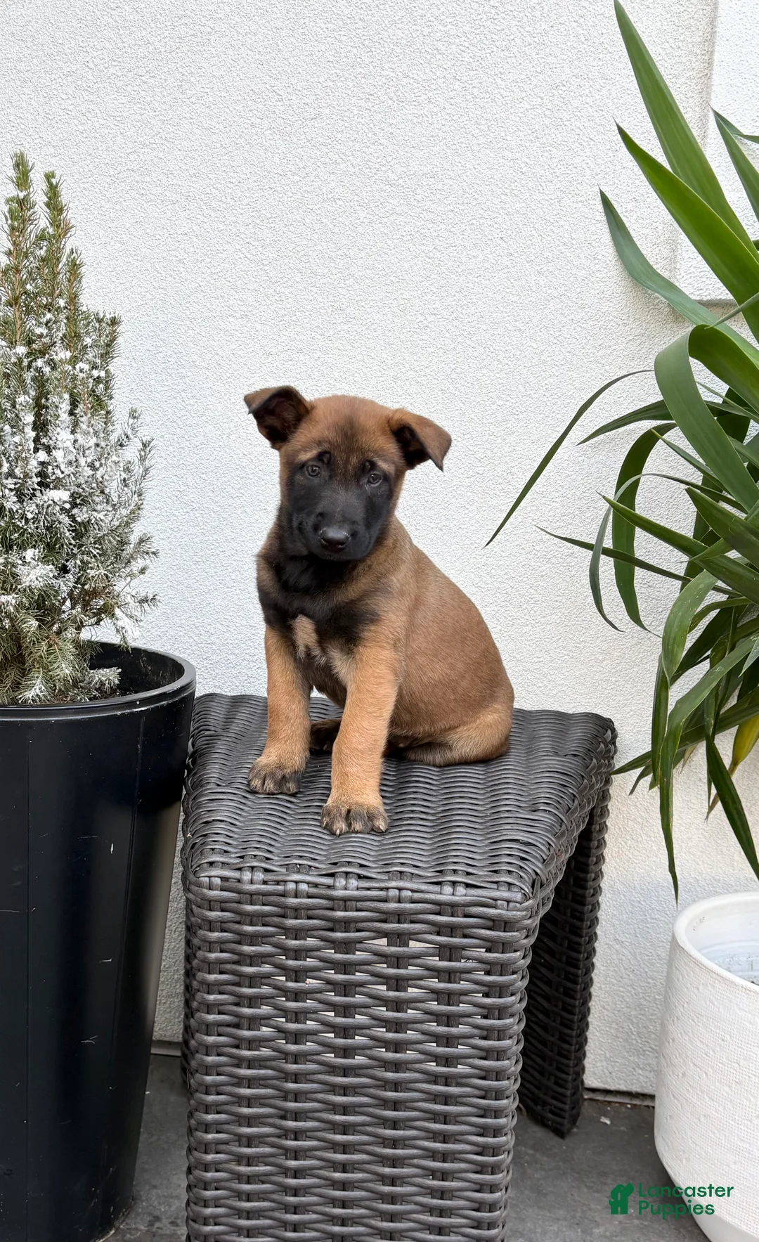 Belgian Malinois dogs for sale: Belgian Malinois Puppy (Mystic) - Ad 3