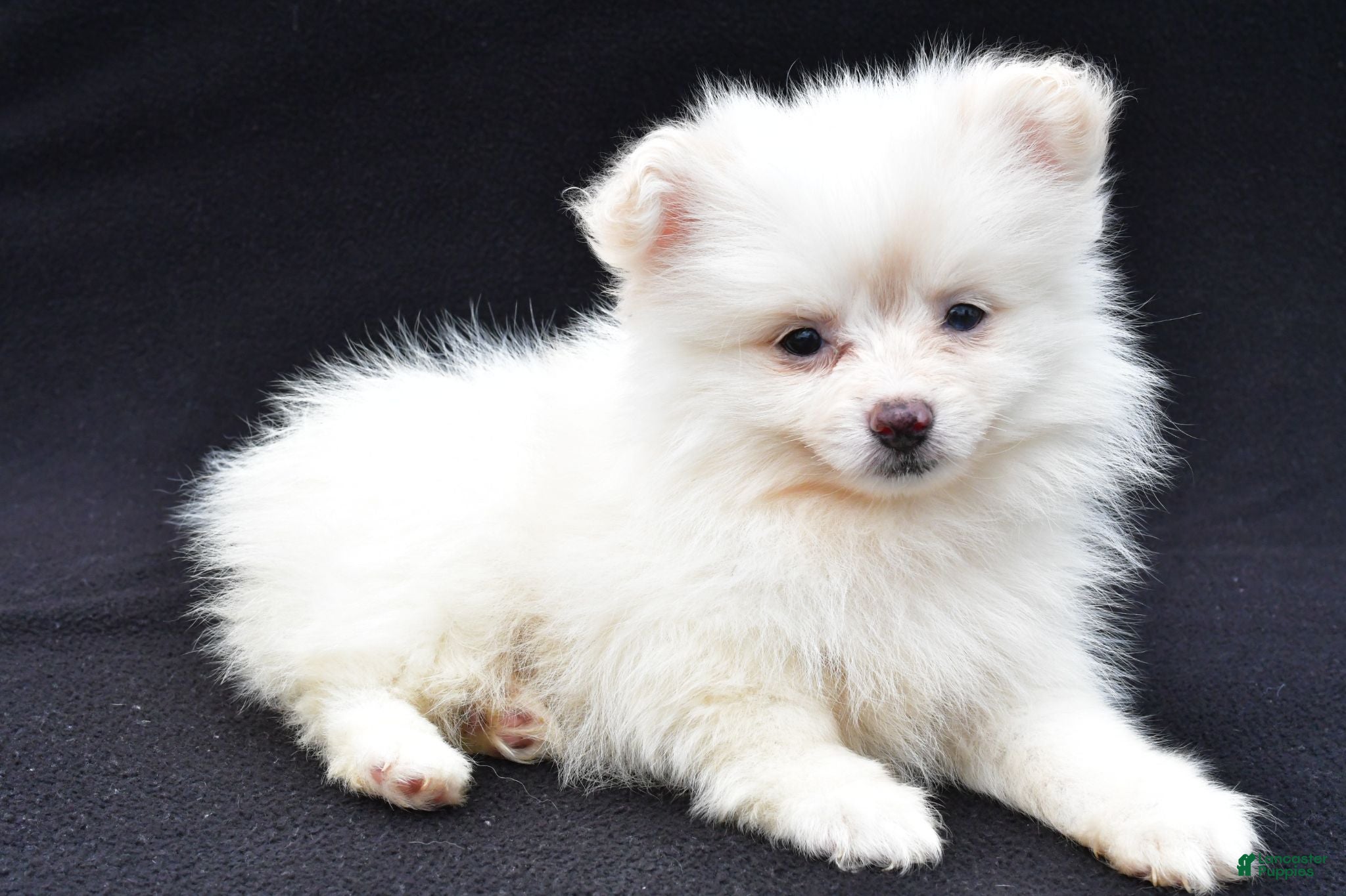 Pomeranian dogs Honey - Ad 2