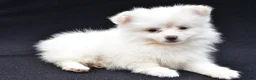 Pomeranian dogs for sale: Honey - Ad 2