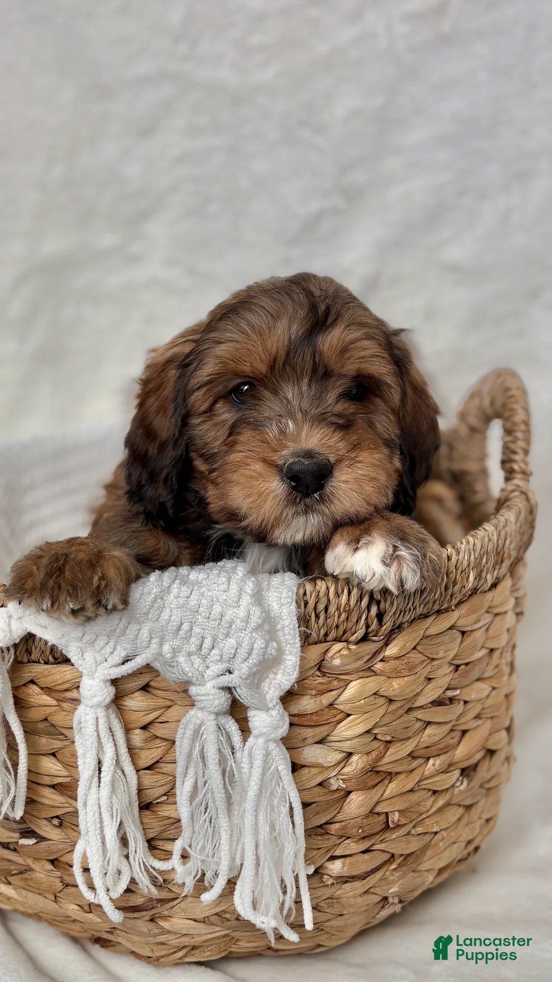 Bernedoodle dogs for sale: Max - Ad 8
