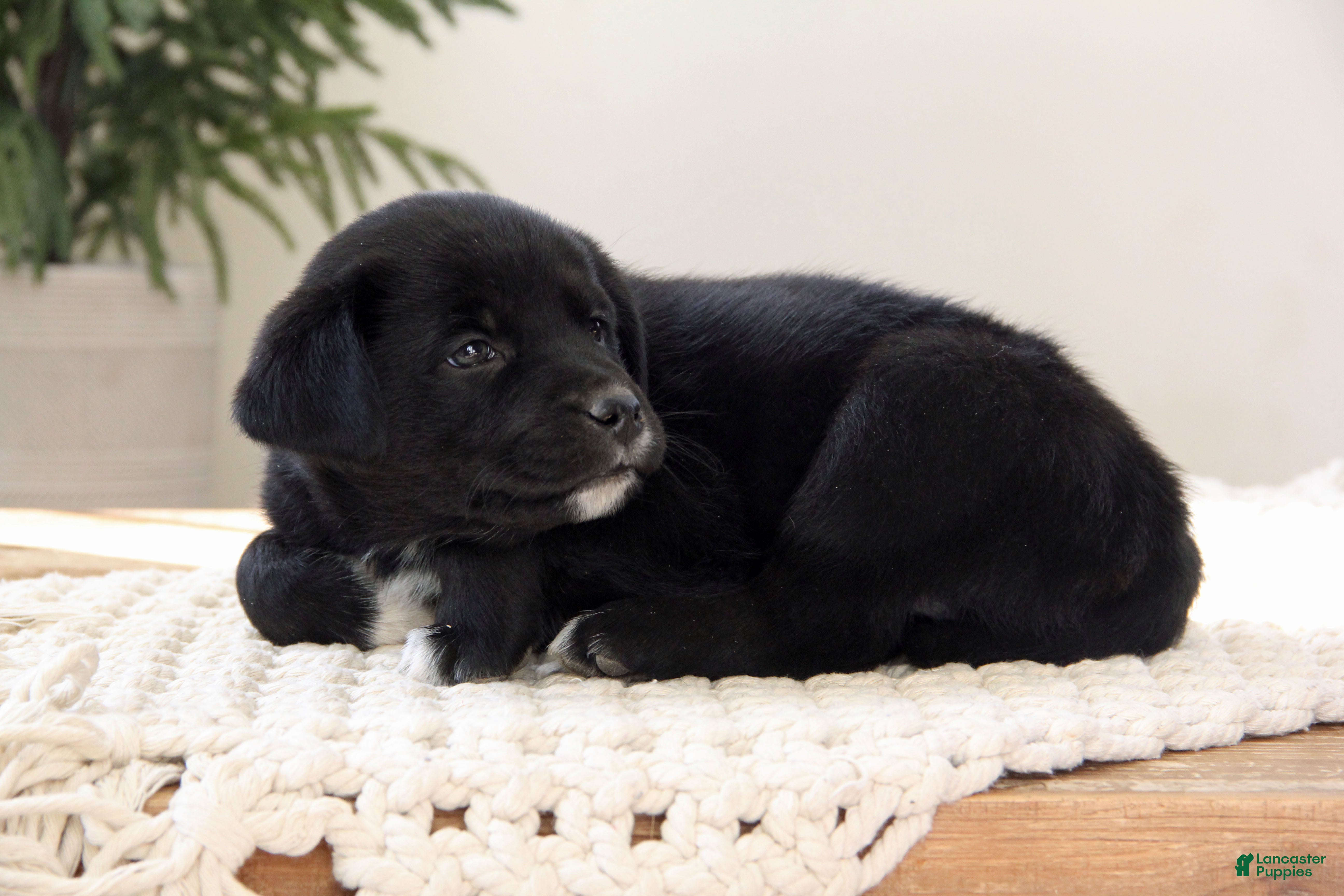 Mixed Breed dogs Mixed Breed Puppy 6 - Buck - Ad 1