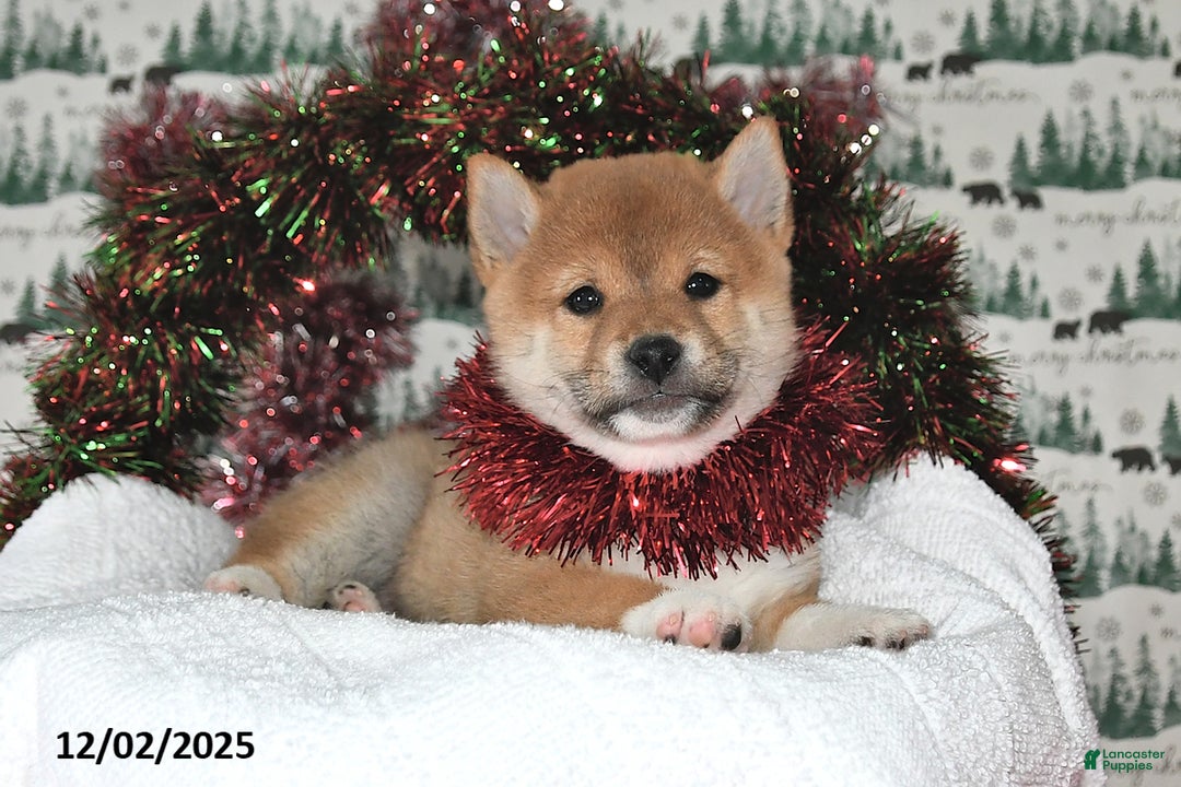 Shiba Inu dogs for sale: Marla - Ad 5