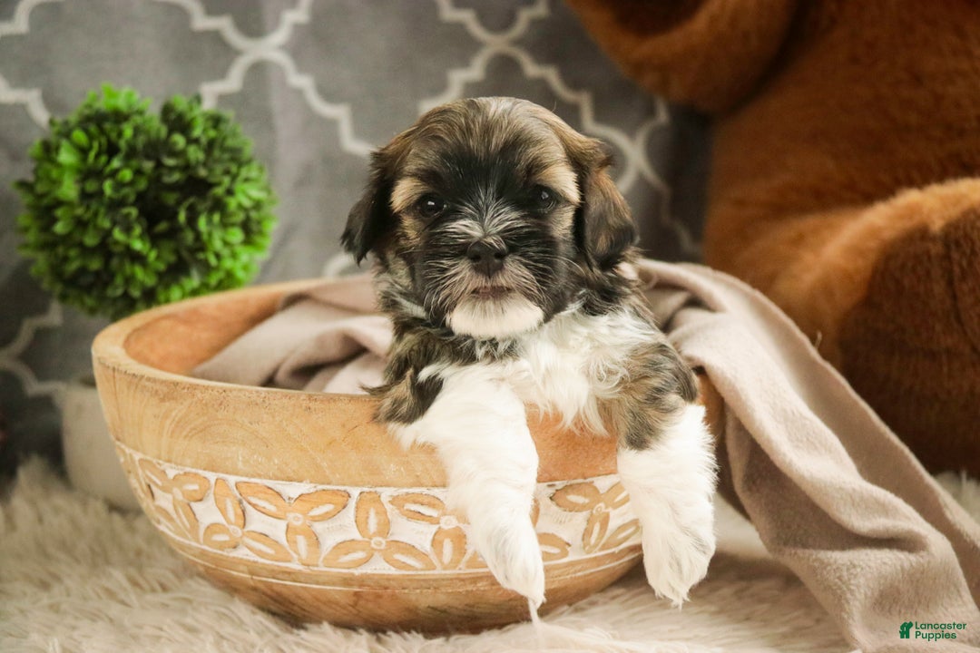 Havanese dogs for sale: Rambo - Ad 1
