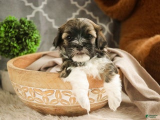 Havanese dogs Rambo - Ad 25