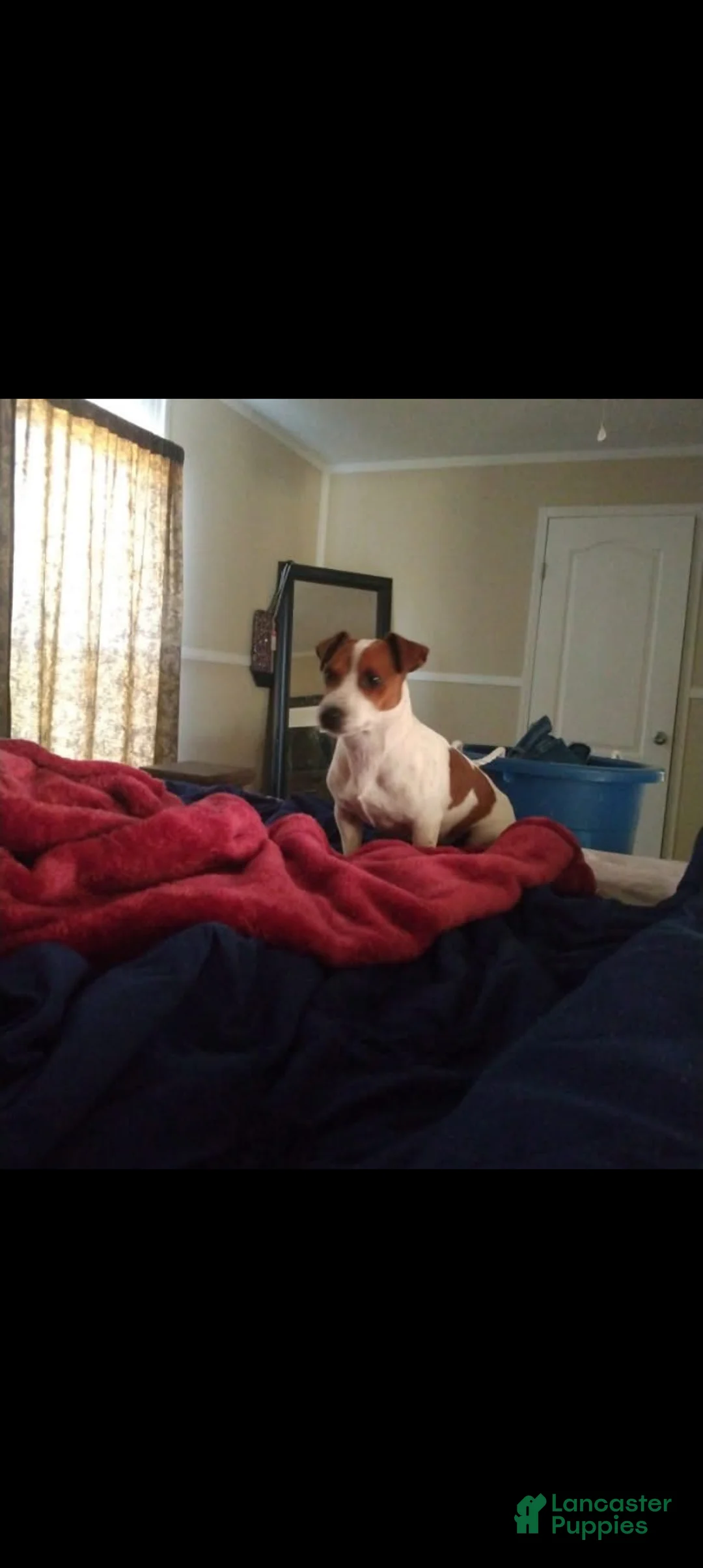 Jack Russell Terrier dogs for sale: Jack Russell Terrier (Male) - Ad 6