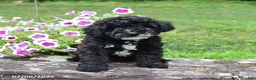 Whoodle dogs for sale: Bernard - Ad 3