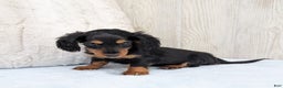 Miniature Dachshund dogs for sale: Mason - Ad 4