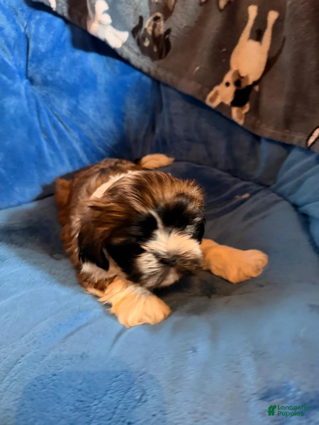 Shih Tzu dogs for sale: Dallas - Ad 2