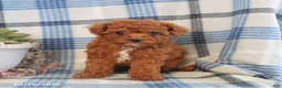 Toy Poodle dogs for sale: Joey - Ad 3