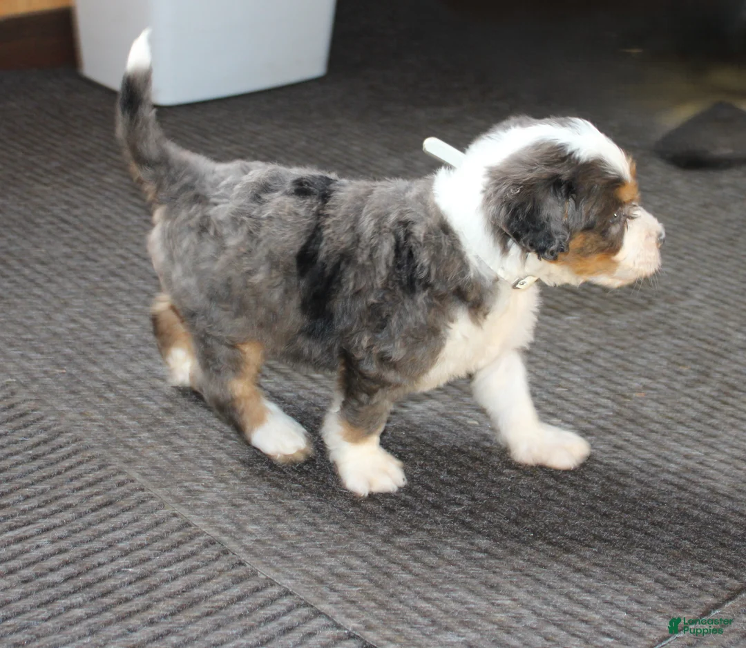 Bernedoodle dogs for sale: Shooter - Ad 10