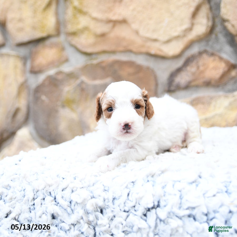 Cavapoo dogs Finn - Ad 1