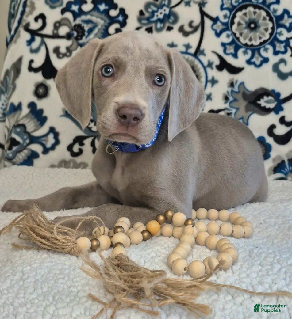 Weimaraner dogs Bullet - Ad 2