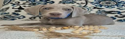 Weimaraner dogs for sale: Bullet - Ad 2