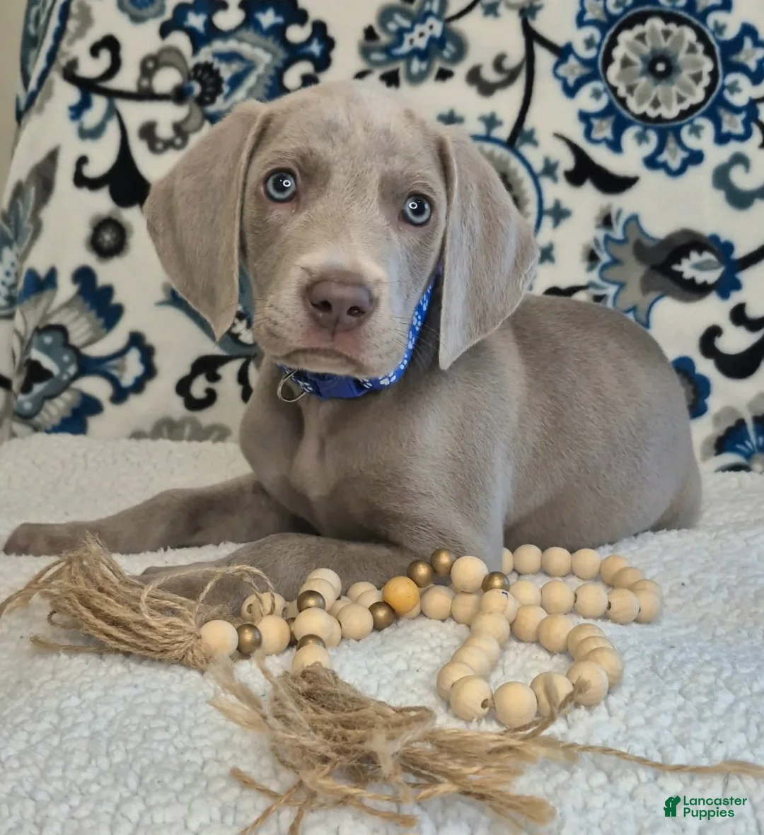 Weimaraner dogs for sale: Bullet - Ad 2