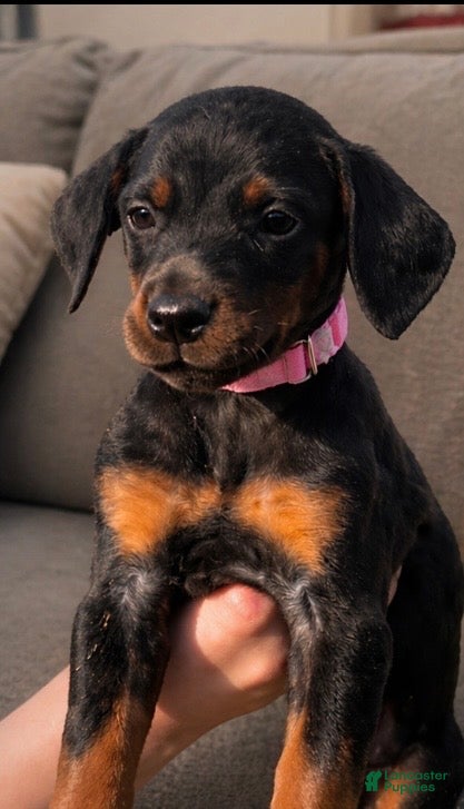 Doberman Pinscher dogs for sale: Miss Prissy  - Ad 3