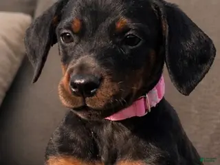 Doberman Pinscher dogs for sale: Miss Prissy - Ad 3