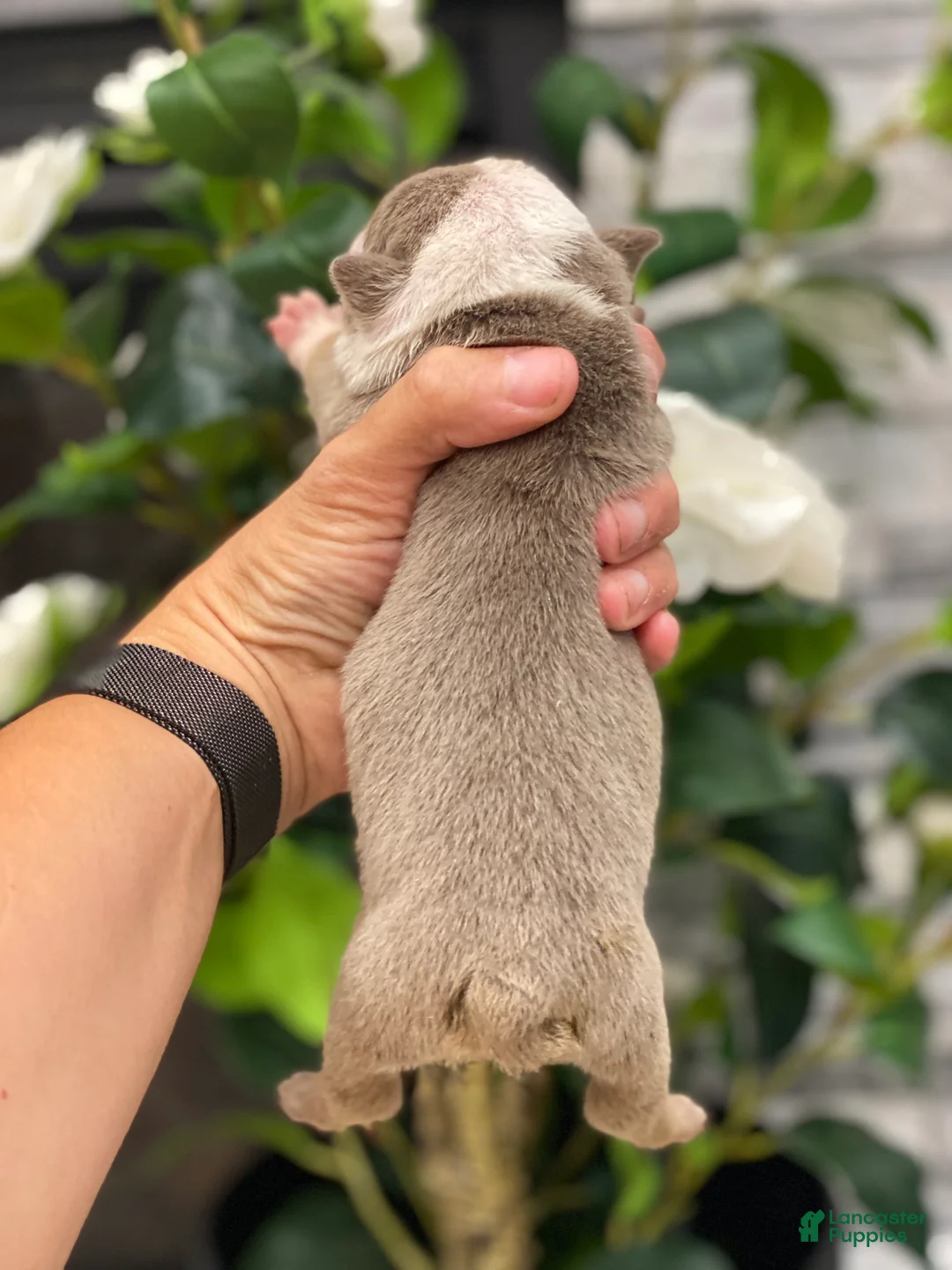 English Bulldog dogs for sale: Dicky - Ad 2