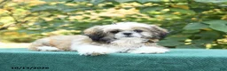 Shih Tzu dogs for sale: Barkley - Ad 4