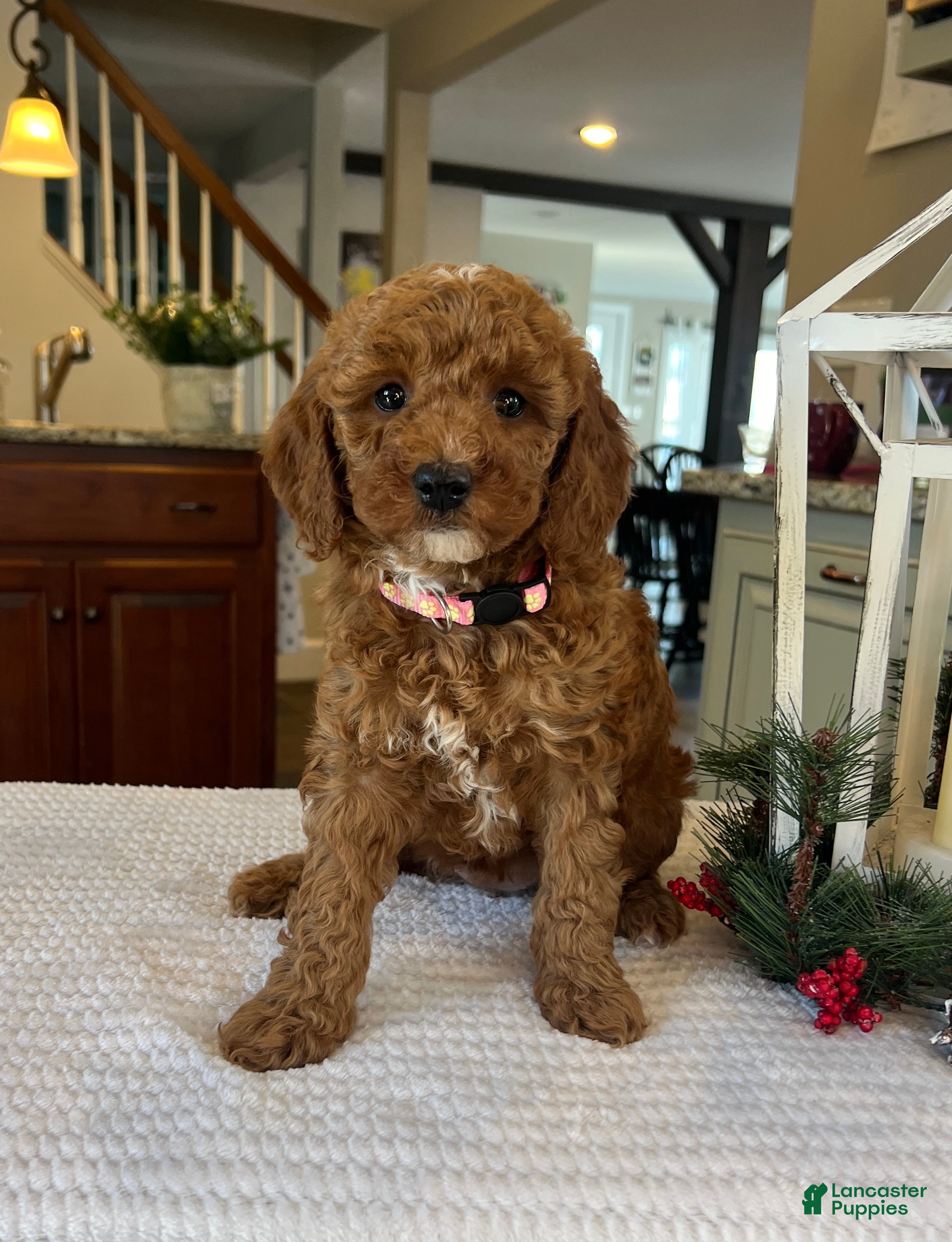 Mini Goldendoodle dogs Bailey - Ad 25