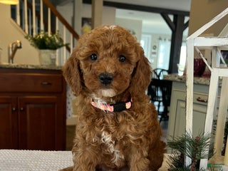 Mini Goldendoodle dogs Bailey - Ad 38