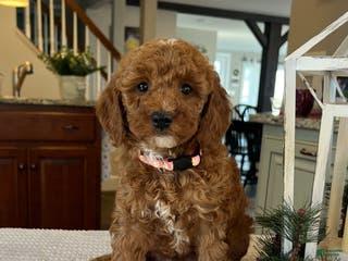 Mini Goldendoodle dogs Bailey - Ad 37