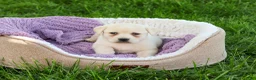 Labrador Retriever dogs for sale: Silvermist  - Ad 4