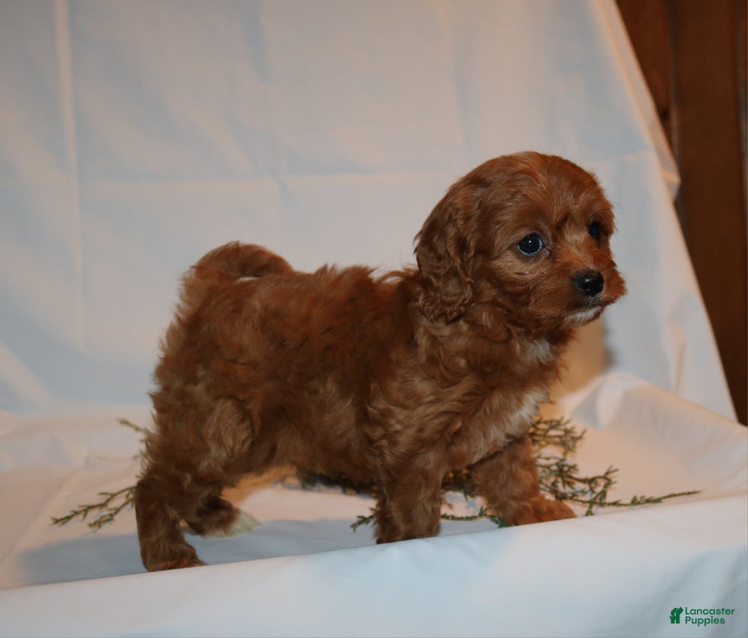 Cavapoo dogs for sale: Stacey  - Ad 6