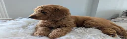 Irish Doodle dogs for sale: Mini Irish Doodle 3 - Ad 2