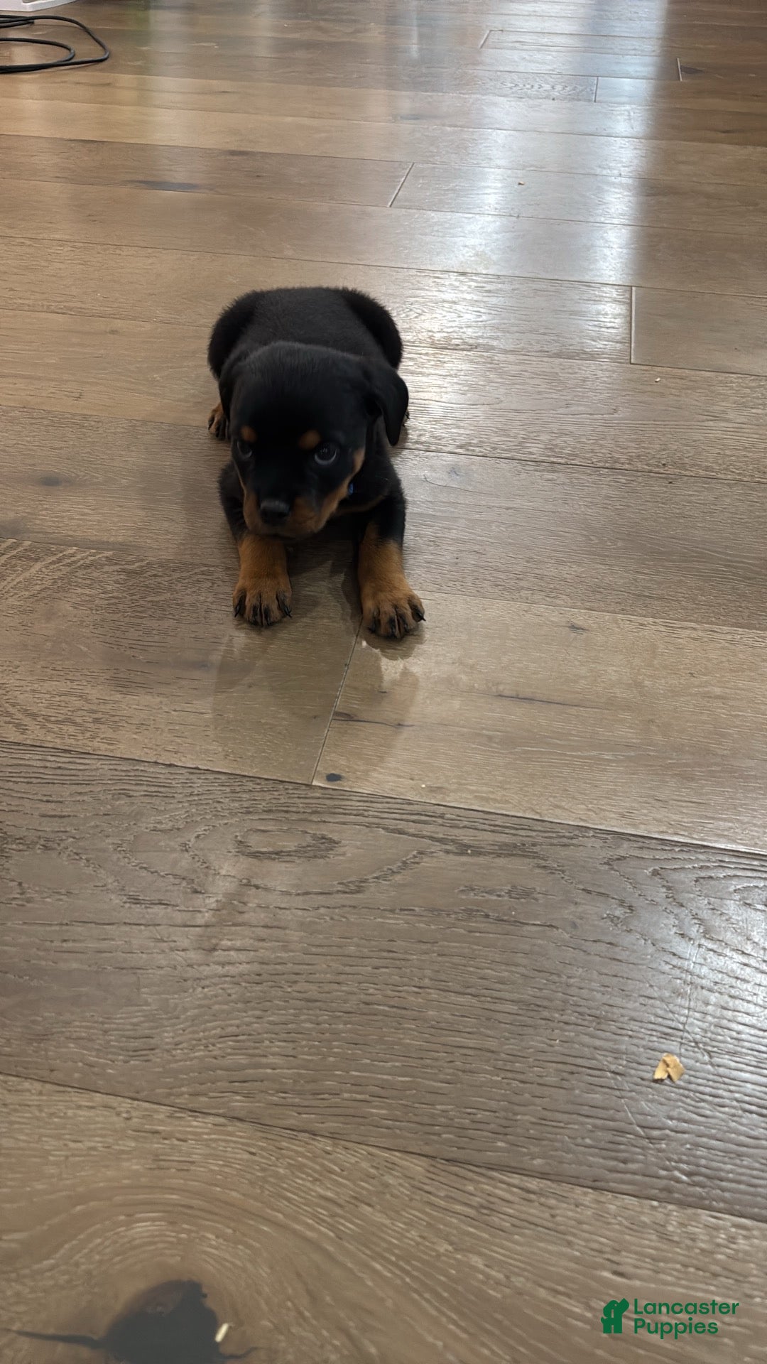 Rottweiler dogs Churro - Ad 2