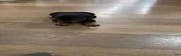 Rottweiler dogs for sale: Churro - Ad 2