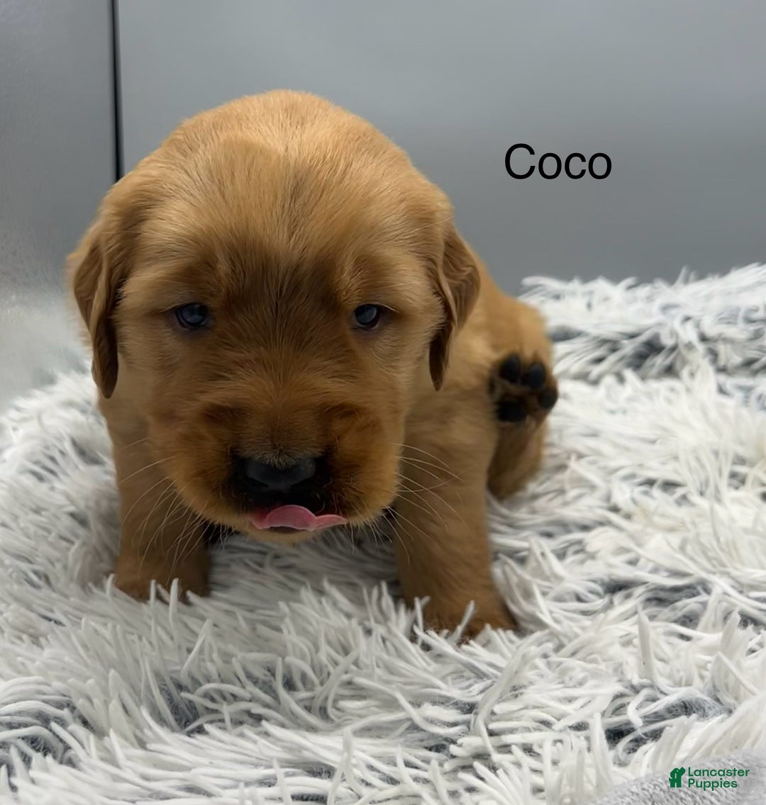 Golden Retriever dogs for sale: Golden Retriever Puppy -Coco - Ad 14