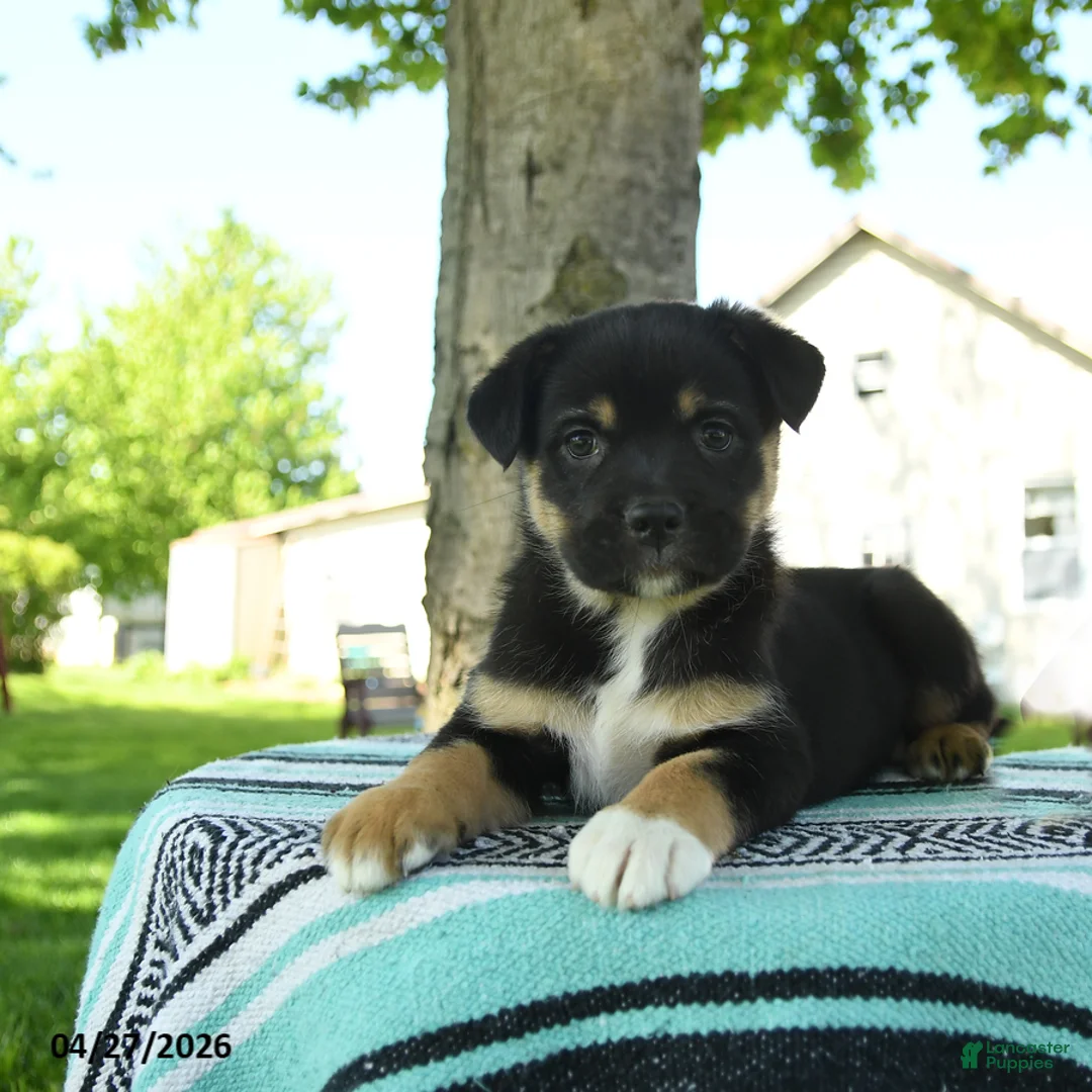 Mixed Breed dogs for sale: Maggie - Ad 3