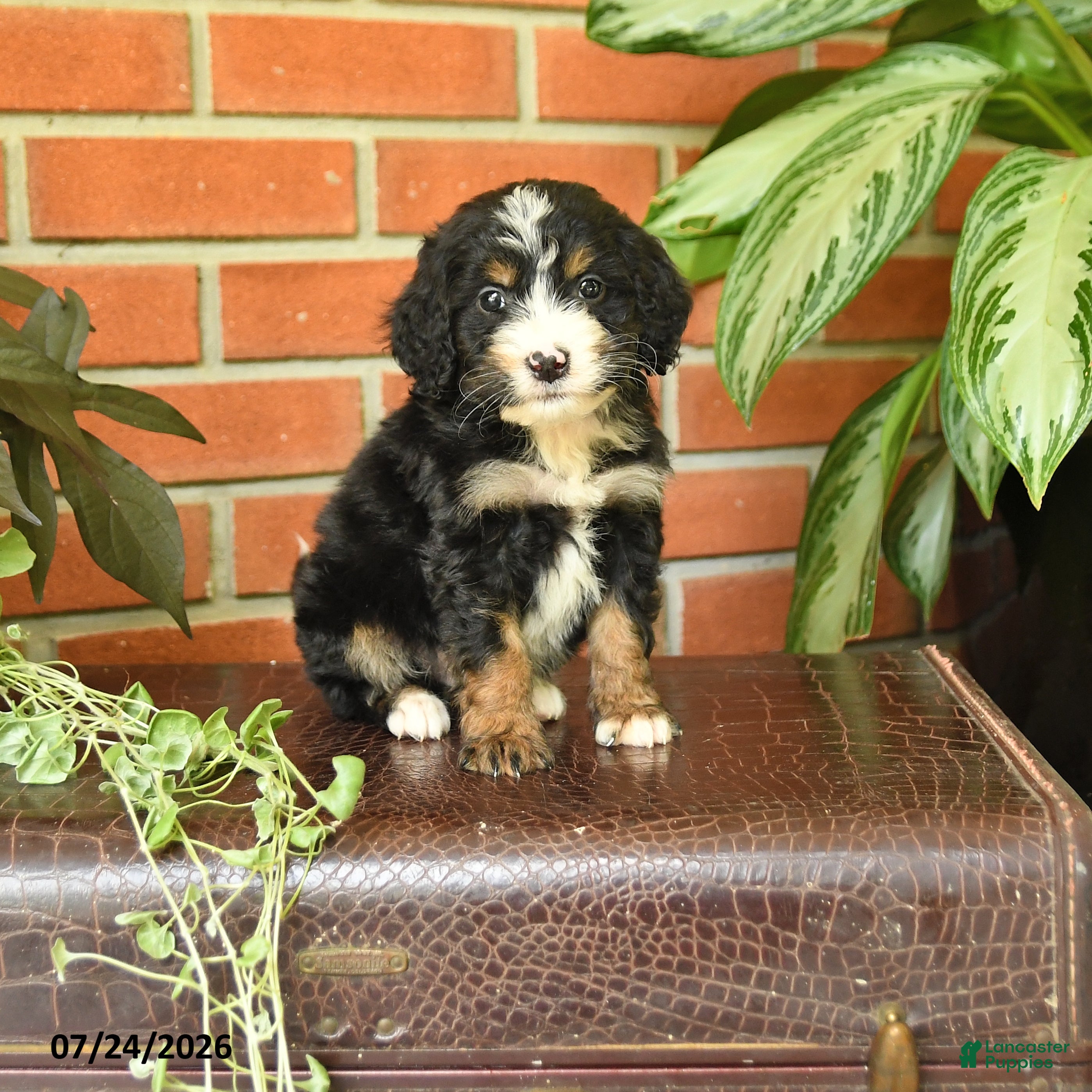 Bernedoodle dogs Little Joney - Ad 1