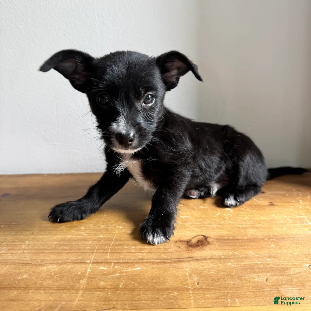 Chorkie dogs for sale: Tito - Ad 1