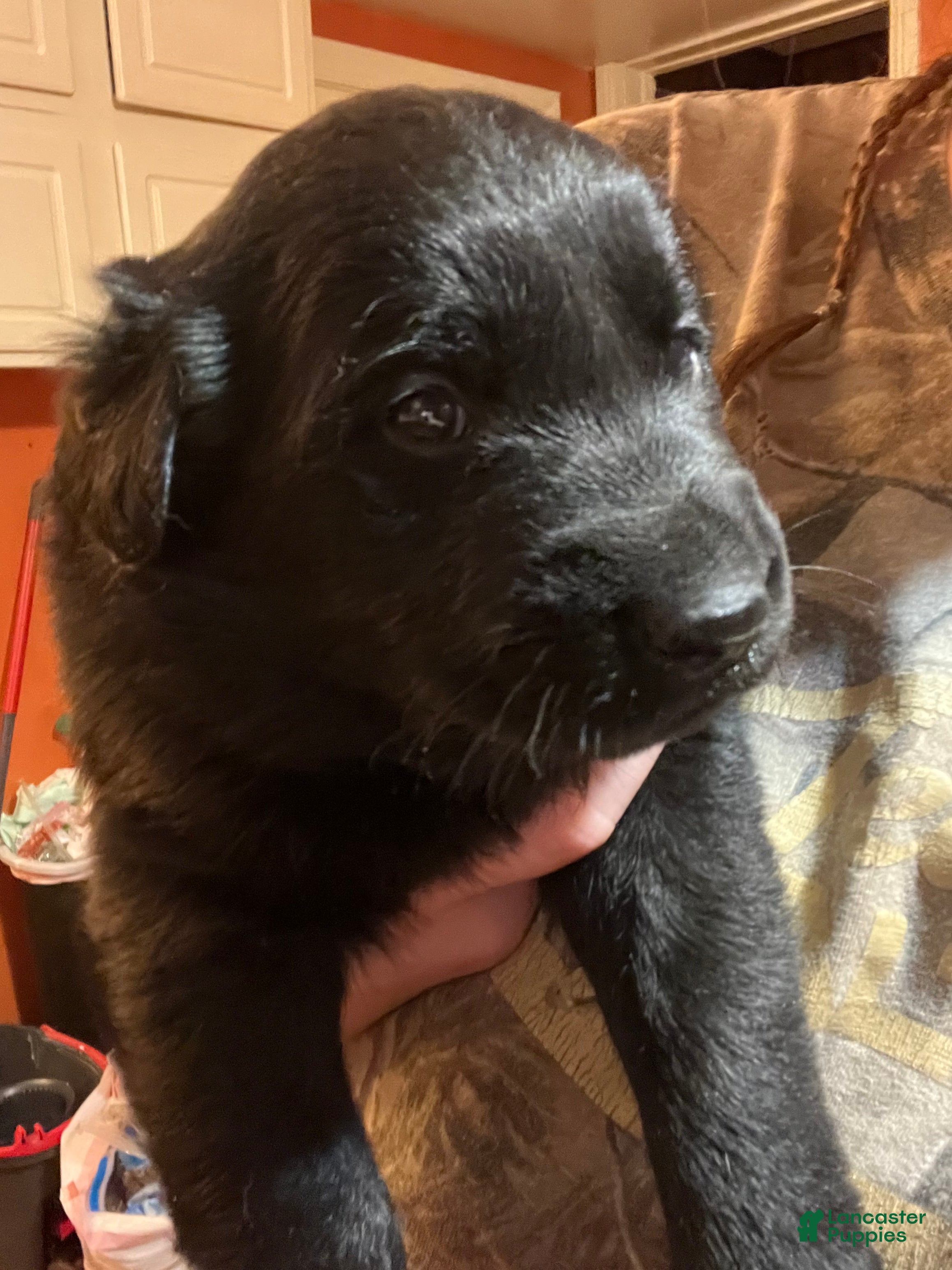 Mixed Breed dogs Mixed Breed Puppy 2 - Ad 42