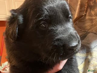 Mixed Breed dogs Mixed Breed Puppy 2 - Ad 24