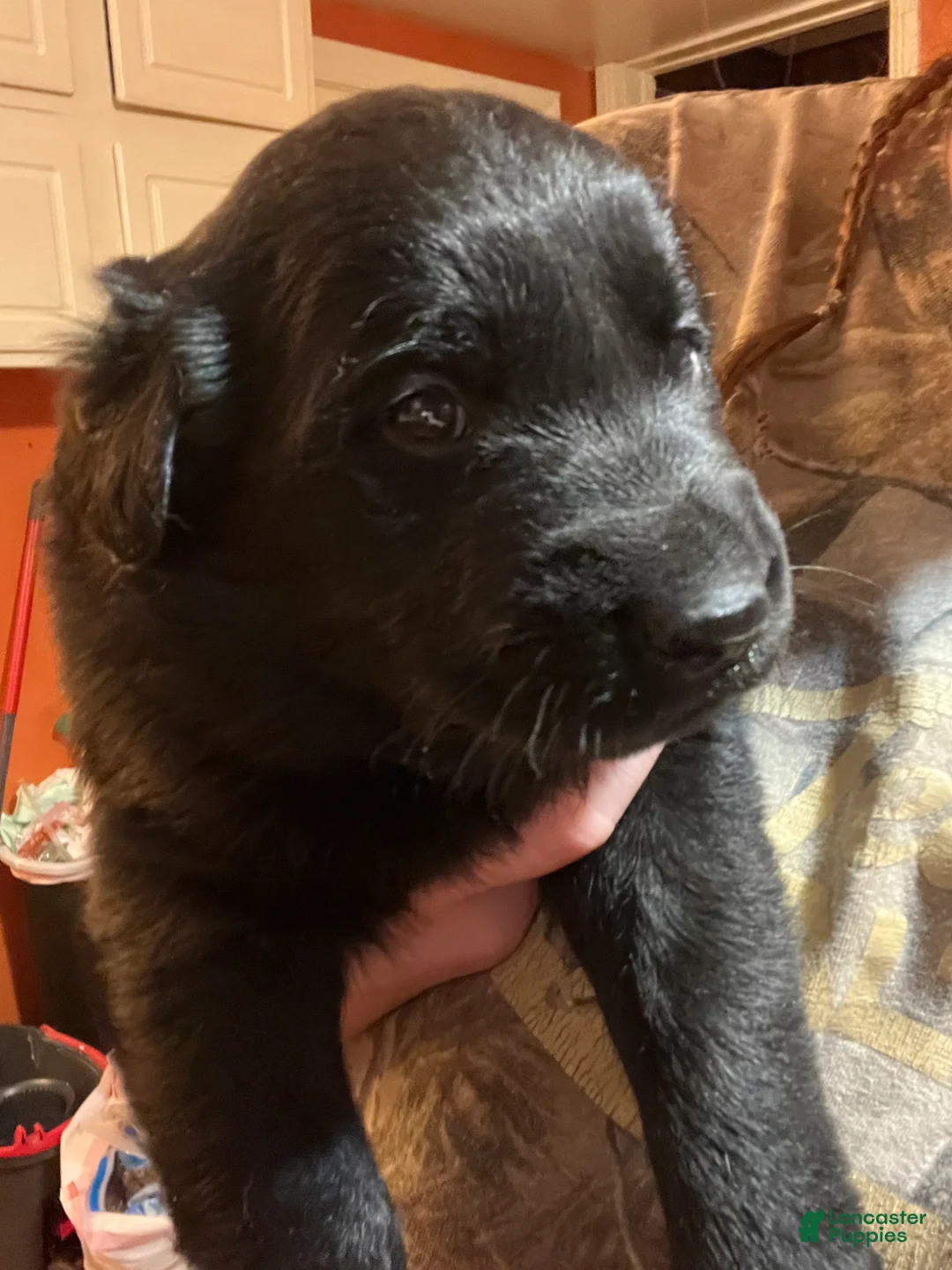 Mixed Breed dogs for sale: Mixed Breed Puppy 2 - Ad 1