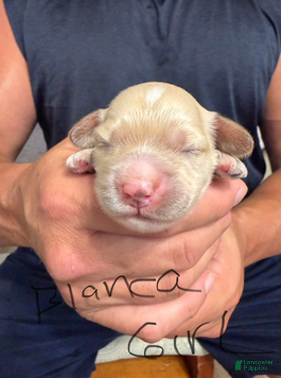 Cockapoo dogs for sale: Bianca G2 - Ad 1