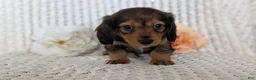 Miniature Dachshund dogs for sale: Rocco - Ad 8