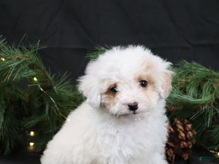 Cavapoo dogs Joy - Ad 27