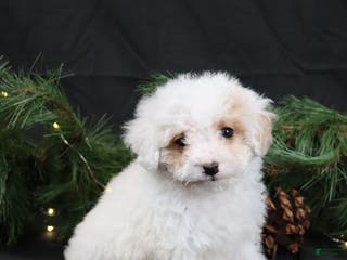 Cavapoo dogs Joy - Ad 25